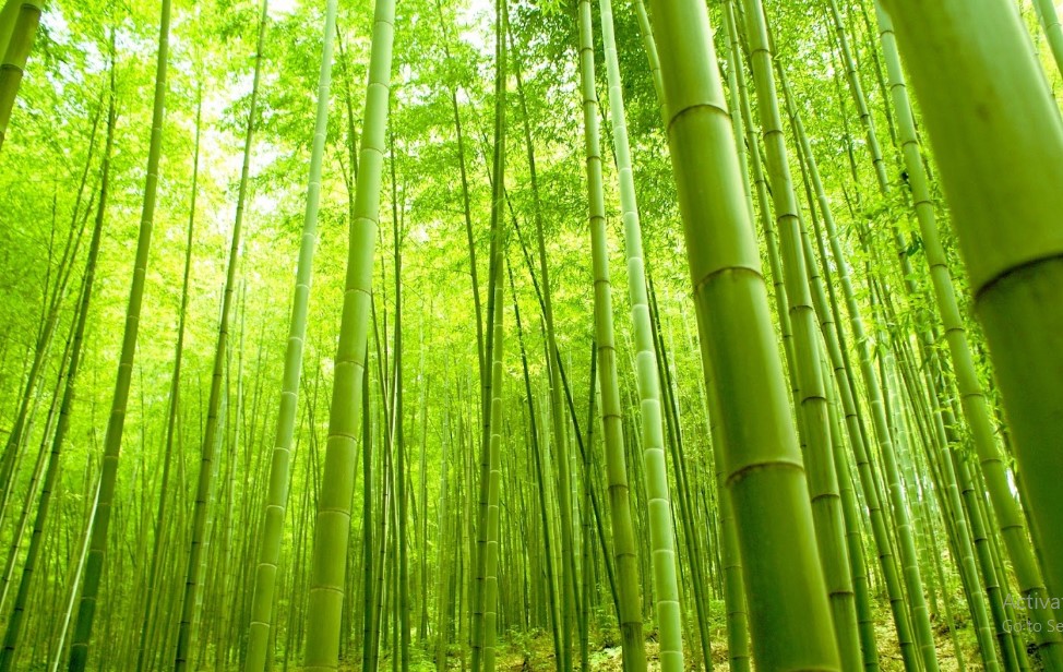 Inspirasi Belajar dari Filosofi Hidup Pohon Bambu  